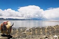 在线无码人妻网视频-网络世界的隐秘角落，在线无码人妻视频的迷思与反思